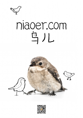 niaoer.com